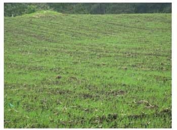 Triticale, una alternativa real de producción forrajera de calidad en el ciclo otoño – invierno - Image 6
