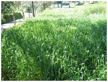 Triticale, una alternativa real de producción forrajera de calidad en el ciclo otoño – invierno - Image 7