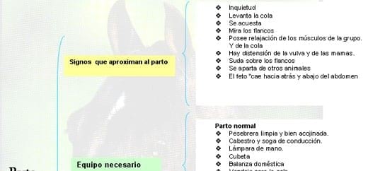 Algunas técnicas de manejo de equinos - Image 2