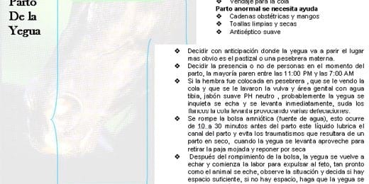 Algunas técnicas de manejo de equinos - Image 3