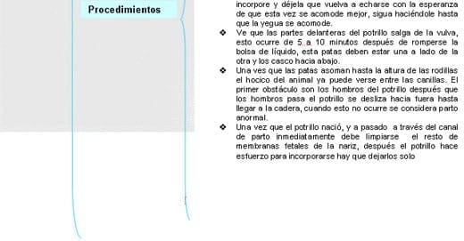 Algunas técnicas de manejo de equinos - Image 4
