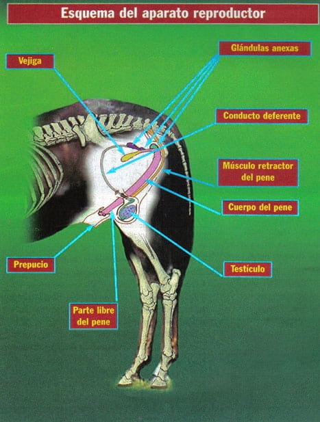 Algunas técnicas de manejo de equinos - Image 7