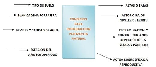 Dinamica de sistemas en la cria de caballos - Image 1