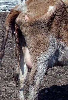 Cuidado de la vaca en gestación - Image 3