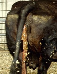 Cuidado de la vaca en gestación - Image 4