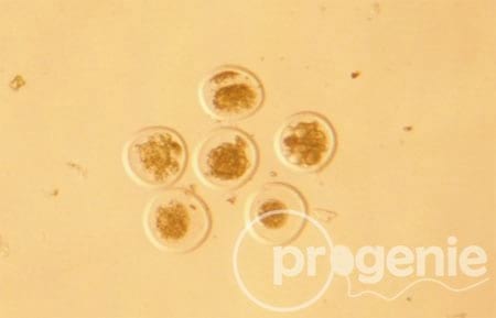 Alternativa para prevenir la transmisión vertical de Neosporosis en vacas de alto potencial genético: Transferencia de embriones - Image 2