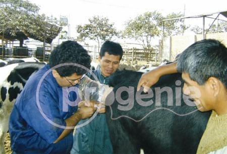 Alternativa para prevenir la transmisión vertical de Neosporosis en vacas de alto potencial genético: Transferencia de embriones - Image 3