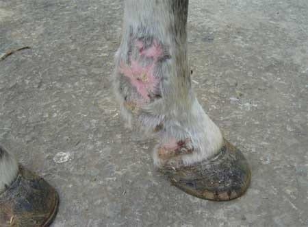 Granuloma parasitario en un caballo criollo – Caso clínico - Image 4