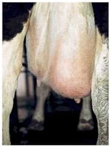 Lavado de la Ordeñadora - Image 2