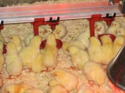 Efecto de la alimentación con materias grasas recicladas sobre parámetros productivos y el rendimiento a la canal de pollos de carne - Image 3