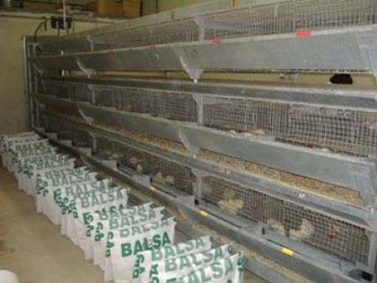 Efecto de la alimentación con materias grasas recicladas sobre parámetros productivos y el rendimiento a la canal de pollos de carne - Image 5