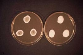 Eficacia de los extractos naturales ricos en anillo cimenol como conservantes de materias primas y alimentos - Image 2