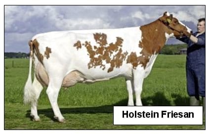 Cruzamientos Estratégicos En Ganado Bovino Para La Producción De Leche En El Trópico - Image 1