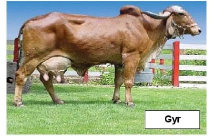 Cruzamientos Estratégicos En Ganado Bovino Para La Producción De Leche En El Trópico - Image 2