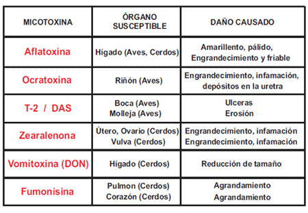 Organos Susceptibles - Clave en la eficacia de un adsorbente de micotoxinas - Image 2