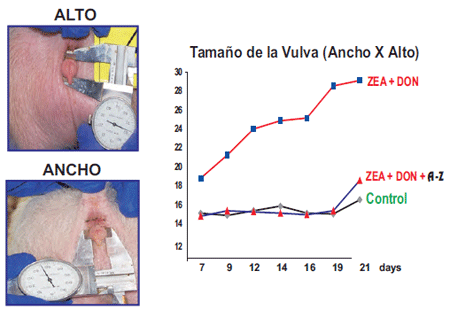 Organos Susceptibles - Clave en la eficacia de un adsorbente de micotoxinas - Image 6
