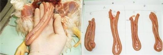 Utilización del acido acético y orégano en la regulación del ecosistema intestinal de aves de corral - Image 10