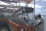 Liderazgo efectivo en plantas procesadoras de aves - Image 3