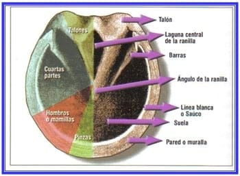 Casco, Inspeccion y evaluacion del herrado - Image 2