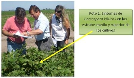 Avances en estudios patométricos de cultivares de soja - Image 1