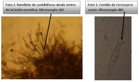 Avances en estudios patométricos de cultivares de soja - Image 3