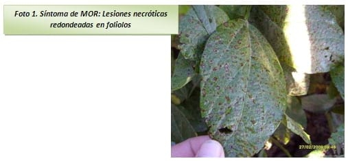 Comportamiento de cultivares de soja frente a mancha en ojo de rana. Red de ensayos de agricultores federados argentinos zona norte. Ciclo agricola 2008/2009 - Image 7