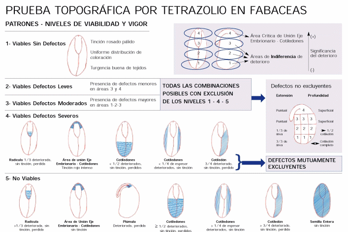 Simiente de Soja: Nuevos Patrones en Gestión de Calidad por Tetrazolio - Image 2