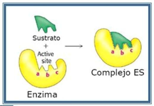 Evaluacion de la Enzima Proteasa en la Alimentación de los Cerdos - Image 1