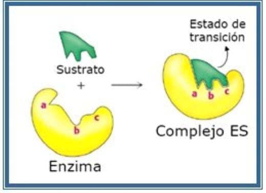 Evaluacion de la Enzima Proteasa en la Alimentación de los Cerdos - Image 2
