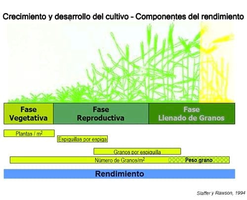 Mejorar la eficiencia de producción en trigo y otros cereales - Image 1