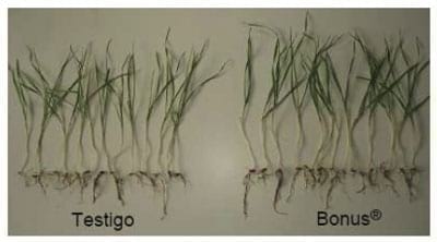 Mejorar la eficiencia de producción en trigo y otros cereales - Image 4