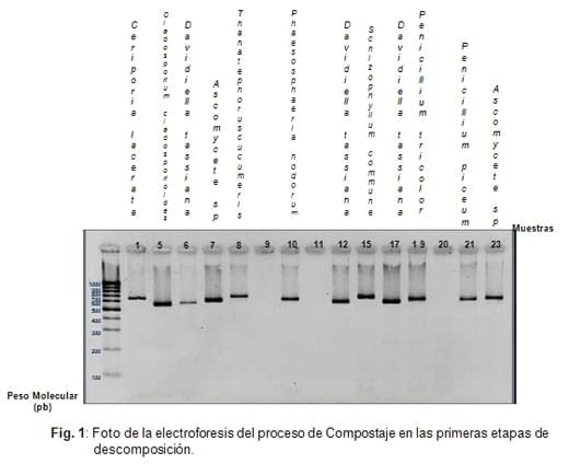 Identificación de hongos en el proceso de compostaje de cadáveres de aves y residuos avícolas - Image 1