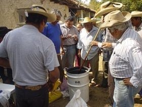 Miel-urea y rastrojos predigeridos - Image 2