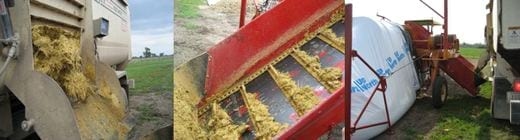 Alimentos alternativos para ganado lechero: Ensilaje de Granos de Destilería Húmedos (Primera Parte) - Image 4