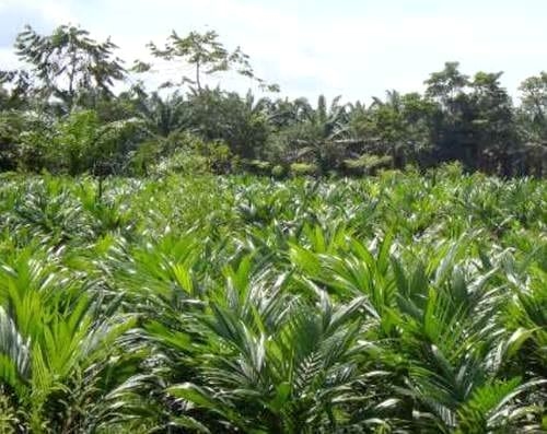 Evaluación del efecto en la simbiosis micorrizica del inóculo mycorrizz sobre distintas dosis de fertilización en plántulas de palma de aceite durante las etapas de pre-vivero y vivero - Image 1