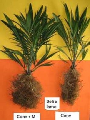 Evaluación del efecto en la simbiosis micorrizica del inóculo mycorrizz sobre distintas dosis de fertilización en plántulas de palma de aceite durante las etapas de pre-vivero y vivero - Image 4