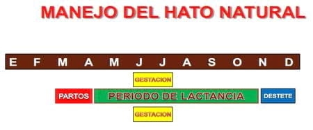 Problemática de la actividad ganadera de occidente de Nicaragua - Image 7