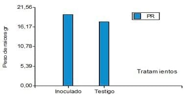 Evaluación de Nodumax Azo Papa sobre el desarrollo y rendimiento de Papa CV. Spunta, en plantación tardía, campaña 2009. - Image 12