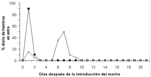 Las hembras tratadas o no con progesterona exogena responden sexualmente al someterlas al efecto macho - Image 1