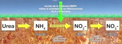 Diferentes estrategias de fertilización nitrogenada y su interacción con la aplicación de un fungicida sobre el rendimiento y el porcentaje de proteína en grano en el cultivo de trigo - Image 25