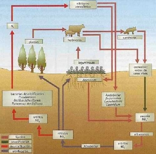 Diferentes estrategias de fertilización nitrogenada y su interacción con la aplicación de un fungicida sobre el rendimiento y el porcentaje de proteína en grano en el cultivo de trigo - Image 1