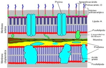 Inoculante Bacteriano producido con Tecnología Osmo Protectora - Image 2