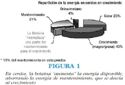 La betaína mejora la utilización de la energía en cerdos - Image 1