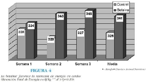 La betaína mejora la utilización de la energía en cerdos - Image 4