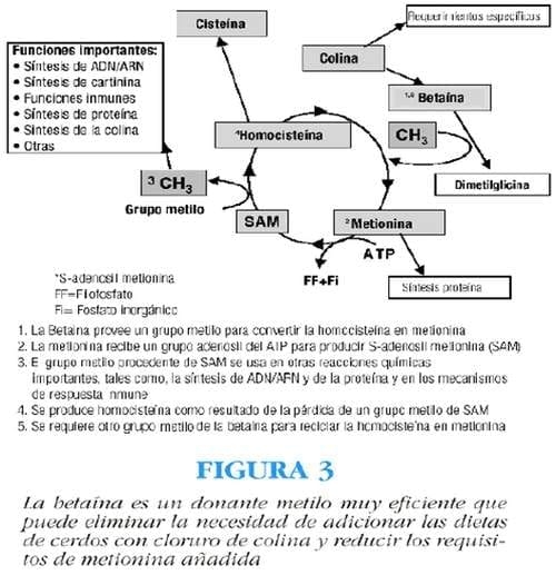 La betaína mejora la utilización de la energía en cerdos - Image 3