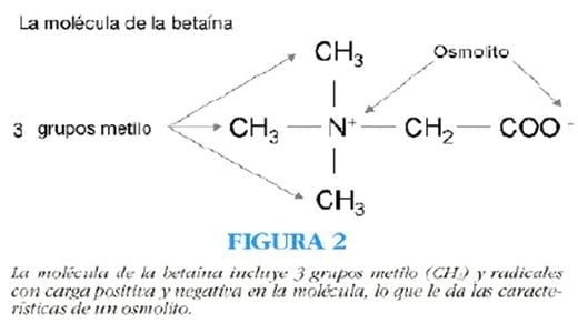 La betaína mejora la utilización de la energía en cerdos - Image 2