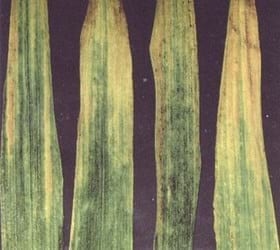 Prospección del barley yellow dwarf virus (bydv) en el cultivo de trigo - Image 1