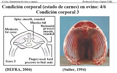 Manejo Ovinocaprino: El estándar orgánico - Condición Corporal - Image 5