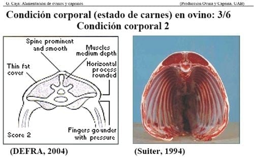 Manejo Ovinocaprino: El estándar orgánico - Condición Corporal - Image 4