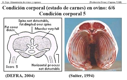 Manejo Ovinocaprino: El estándar orgánico - Condición Corporal - Image 7